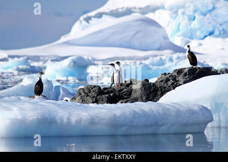 Shag Phalacrocorax atriceps (impériale) AKA shag antarctique sur terre photographié à Wilhelmina Bay en Antarctique en novembre. Banque D'Images