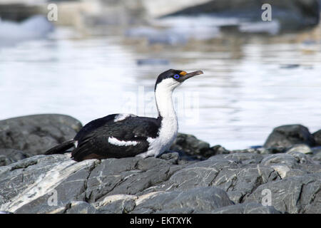 Shag Phalacrocorax atriceps (impériale) AKA shag antarctique sur terre photographié à Wilhelmina Bay en Antarctique en novembre. Banque D'Images