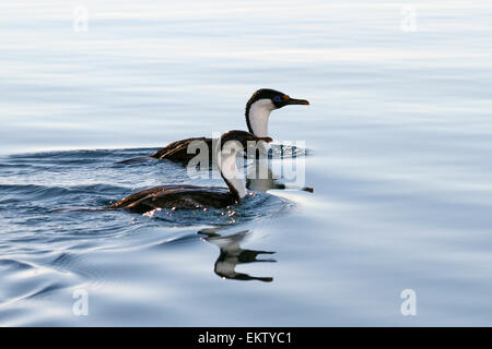 Shag Phalacrocorax atriceps (impériale) AKA shag antarctique nager dans l'océan. photographié à Wilhelmina Bay antarctique. Dans N Banque D'Images