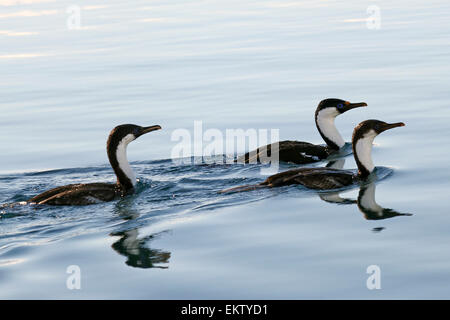 Shag Phalacrocorax atriceps (impériale) AKA shag antarctique nager dans l'océan. photographié à Wilhelmina Bay antarctique. Dans N Banque D'Images