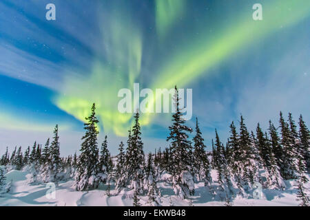 9 février 2014 - Aurora Borealis vu de Churchill, Manitoba, Canada, dans une vue à la nord-ouest au-dessus des arbres. Moonlight Banque D'Images