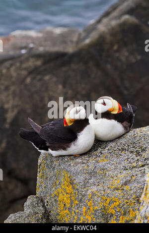 USA, Alaska, le macareux cornu,Bristol Bay Banque D'Images