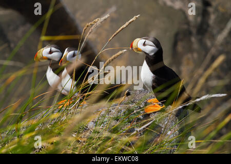 USA, Alaska, le macareux cornu,Bristol Bay Banque D'Images