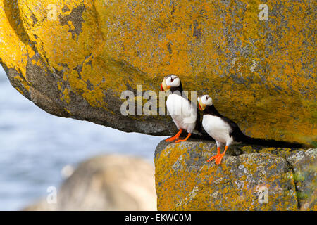 USA, Alaska, le macareux cornu,Bristol Bay Banque D'Images