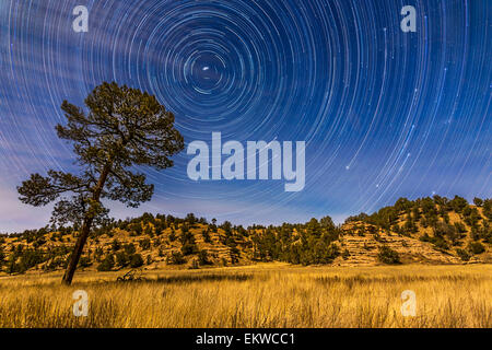 Star Trails circumpolaire au cours de la vallée de lune Mimbres près du lac Roberts à la Gila National Forest, dans le sud-ouest du Nouveau Mexique. Banque D'Images