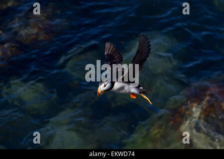 USA, Alaska, le macareux cornu,Bristol Bay Banque D'Images