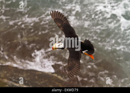 USA, Alaska, le macareux cornu,Bristol Bay Banque D'Images