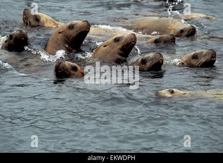 Les Lions de mer de Steller dans l'eau Inian Icy Strait Îles Forêt nationale de Tongass Sw Alaska Summer Banque D'Images