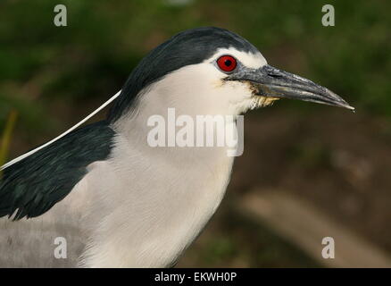 Bihoreau gris (Nycticorax nycticorax) gros plan de la tête et du haut du corps Banque D'Images
