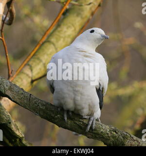 Pied de l'Asie du Sud-Est (Ducula bicolor pigeon impérial) Banque D'Images