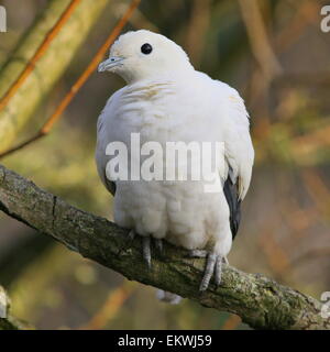 Pied de l'Asie du Sud-Est (Ducula bicolor pigeon impérial) Banque D'Images