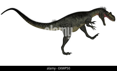 Dinosaure Megalosaurus rugissant, fond blanc. Banque D'Images
