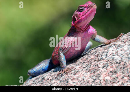 Lézard Agama libre dans le Serengeti National Park, Tanzania, Africa Banque D'Images