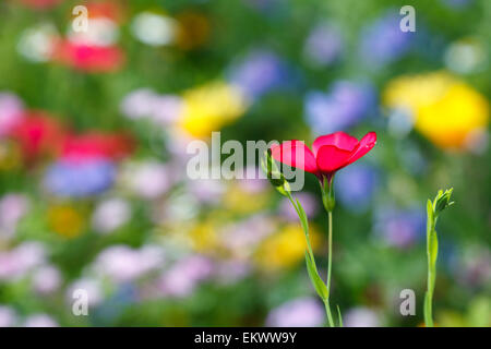 Fleur rouge simple sur une prairie pleine de fleurs Banque D'Images