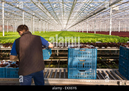 Les laitues récoltées emballage horticulteur dans des caisses à l'intérieur à effet de taille industrielle Banque D'Images