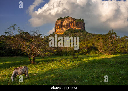 Lion Sigiriya Rock Fortress in Sri Lanka Banque D'Images