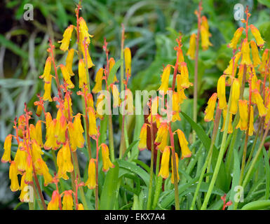 Lachenalia aloides - Fleurs d'Opale en provenance d'Afrique du Sud Banque D'Images