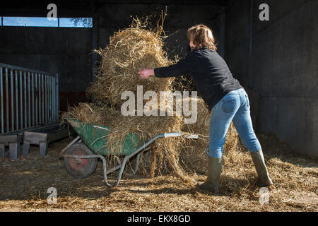 Femme du fermier foin chargement de fourrage sur brouette pour nourrir le bétail à la ferme Banque D'Images