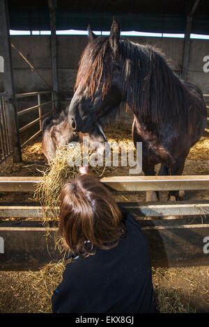 Femme de l'agriculteur à foin alimentation poulain dans horse stable au niveau de l'exploitation Banque D'Images