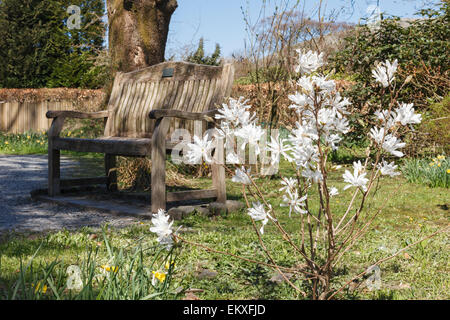 Arbuste à fleurs blanches et banc de la Jonquille de Wordsworth jardins au printemps. Grasmere, Cumbria, Angleterre, Royaume-Uni, Grande Bretagne Banque D'Images