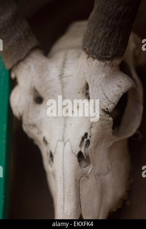 un crâne d’animal Banque D'Images