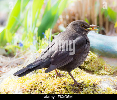 Une femme libre de blackbird eurasien Banque D'Images