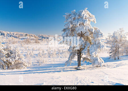 Parc d'hiver dans la neige Banque D'Images