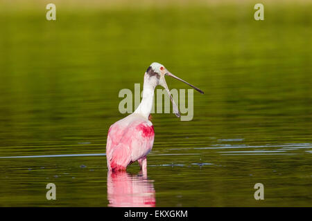 Roseate spoonbill (Platalea ajaja) seul adulte en plumage nuptial se nourrir dans les eaux peu profondes, le Parc National des Everglades, en Floride Banque D'Images