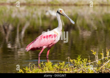 Roseate spoonbill (Platalea ajaja) seul adulte en plumage nuptial se nourrir dans les eaux peu profondes, le Parc National des Everglades, en Floride Banque D'Images