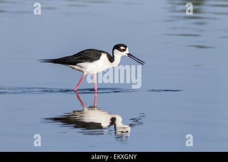 Échasse d'Amérique (Himantopus mexicanus) alimentation adultes en eau peu profonde avec réflexion, Florida, USA Banque D'Images