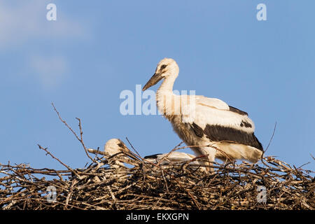 Cigogne Blanche (Ciconia ciconia), les juvéniles dans le nid, Bulgarie, Europe Banque D'Images