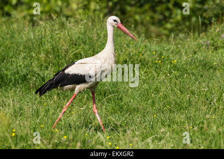 Cigogne Blanche (Ciconia ciconia) balades adultes en bref la végétation, Bulgarie, Europe Banque D'Images