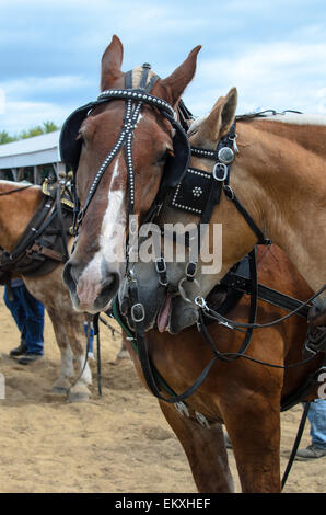 Deux chevaux de nuzzle en attendant la concurrence tirant au Blue Hill, juste dans le Maine. Banque D'Images