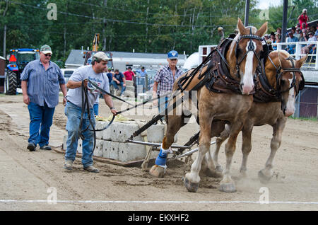 Un concurrent exhorte ses chevaux sur pendant le projet de charge-cheval tirant sur la concurrence au Blue Hill, juste dans le Maine. Banque D'Images