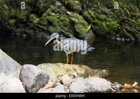 Sunbittern (Eurypyga helias) adulte seul à la recherche de nourriture en rivière de montagne, le Costa Rica, Amérique centrale Banque D'Images