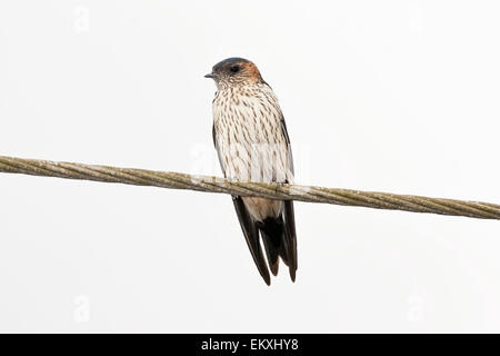 Streak-throated swallow (Petrochelidon fluvicola) d'oiseaux adultes perché sur le fil télégraphique, Goa, Inde Banque D'Images