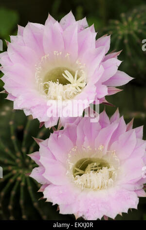 Lis de Pâques Cactus foisonnent dans le sud du Texas, USA Banque D'Images