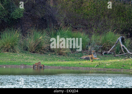 La Tigresse du Bengale famille d'oursons étancher la soif sur les rives du lac près de l'ancienne Rajbaug Palais de chasse, Ranthambhore Forest . Banque D'Images