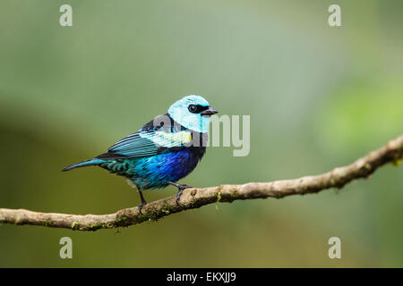 Calliste à cou bleu (Tangara cyanicollis) mâle adulte, perché sur branche en forêt tropicale, Equateur, Amérique centrale Banque D'Images