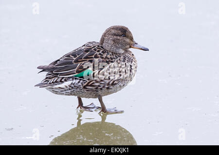 Eurasian teal (Anas crecca) femelle adulte debout sur l'eau gelée, Norfolk, England, UK Banque D'Images