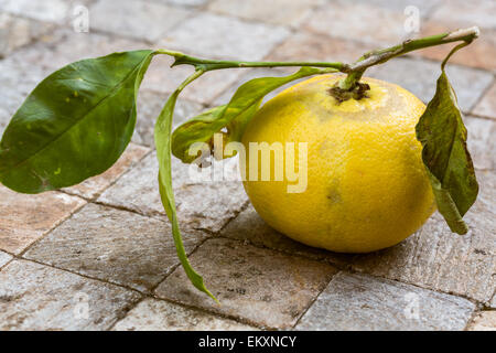 Fruits de bergamote de Calabre, Italie Banque D'Images