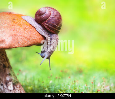 Champignons sur l'escargot Banque D'Images