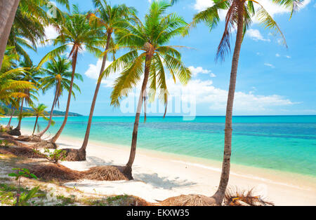 Plage tropicale avec des cocotiers. Koh Samui, Thaïlande Banque D'Images