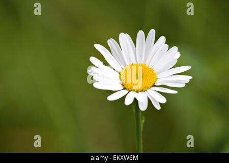 Camomille jardin blanc Banque D'Images