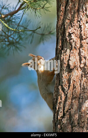 L'Écureuil roux, Sciurus vulgaris, Grantown on Spey Banque D'Images