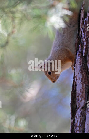 L'Écureuil roux, Sciurus vulgaris, Grantown on Spey Banque D'Images