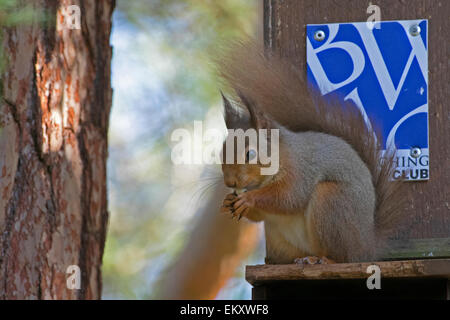 L'Écureuil roux, Sciurus vulgaris, Grantown on Spey Banque D'Images