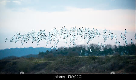 Troupeau d'Avocettes sauvages (Recurvirostra avosetta) vu à l'aube à Norfolk UK. Banque D'Images