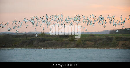 Troupeau d'Avocettes sauvages (Recurvirostra avosetta) vu à l'aube à Norfolk UK. Banque D'Images