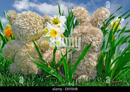 Lapin et ours au printemps jonquilles. Banque D'Images